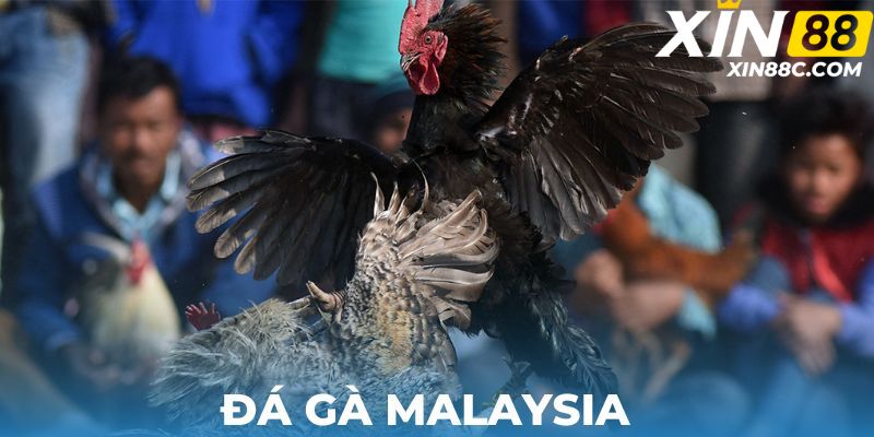 đá gà malaysia