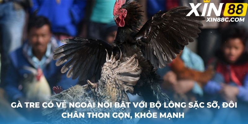 Gà tre có vẻ ngoài nổi bật với bộ lông sặc sỡ, đôi chân thon gọn, khỏe mạnh 