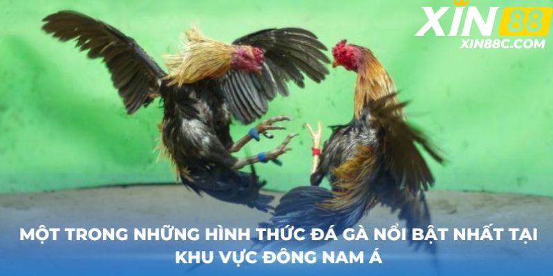 Một trong những hình thức đá gà được yêu thích tại các quốc gia khu vực Châu Á