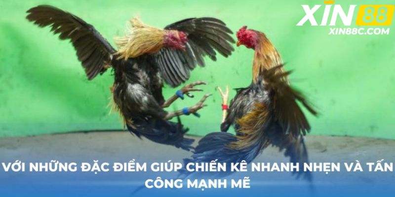 Với những đặc điểm giúp chiến kê nhanh nhẹn và tấn công mạnh mẽ